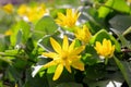 Marsh Marigold Caltha palustris on spring