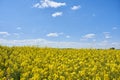 Closeup of yellow blooming rapeseed field under blue sky and white clouds Royalty Free Stock Photo