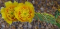 Closeup of yellow blossoms with abundant pollen on a prickly pear cactus Royalty Free Stock Photo