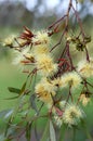 Yellow blossoms and elongated buds of the Australian native Long flowered Marlock, Eucalyptus macrandra, family Myrtaceae