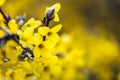 Closeup of the yellow blossoms of Forsythia koreana tree Royalty Free Stock Photo