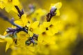 Closeup of the yellow blossoms of Forsythia koreana tree Royalty Free Stock Photo