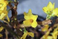 Closeup of yellow blossoms on a forsythia plant Royalty Free Stock Photo