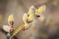 Closeup of yellow blossoms of weeping purple willow in sunlight Royalty Free Stock Photo