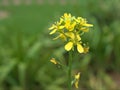 Closeup yellow Brassica rapa, field mustard flowers in garden with soft focus and green blurred background Royalty Free Stock Photo