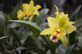 Closeup of yellow brassolaeliocattleya in a garden under the sunlight with a blurry background Royalty Free Stock Photo