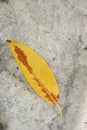 Closeup the yellow brown drilled tree leave fall on the brown stone soft focus natural grey brown background Royalty Free Stock Photo