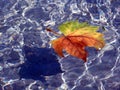 closeup of yellow, brown and green color autumn maple leaf floating on top of blue water Royalty Free Stock Photo