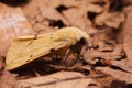 Closeup on a yellow Buff ermine moth, Spilosoma lutea sitting on dried forest litter Royalty Free Stock Photo