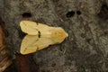 Closeup on a yellow Buff ermine moth, Spilosoma lutea sitting on wood