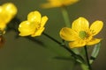 Closeup of a yellow Bulbous Buttercup (Ranunculus bulbosus) flower Royalty Free Stock Photo