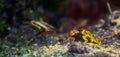 Closeup of a yellow bumblebee poison dart frog, popular amphibian specie from the rainforest of America