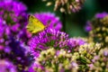 Closeup of a yellow butterfly perched on purple flowers Royalty Free Stock Photo