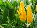 Closeup of yellow Caesalpiniodae Leguminosae or Candle Bush