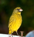 Closeup of a yellow canary