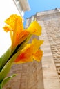 Closeup of yellow canna lily blooming in the street of Locorotondo, Italy, Apulia region