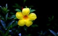 Closeup Yellow cascabela thevetia flower