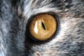 Closeup Yellow Cat Eye with Gray Fur Royalty Free Stock Photo