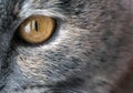 Closeup Yellow Cat Eye with Gray Fur Royalty Free Stock Photo