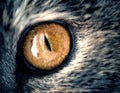 Closeup Yellow Cat Eye with Gray Fur Royalty Free Stock Photo