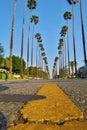 Closeup of yellow centerline on cracked avenue with rows of tall palm trees on both sides Royalty Free Stock Photo