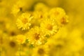 Closeup Yellow chrysanthemum flower in the garden