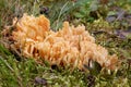 Closeup of a yellow clavaria mushroom and moss