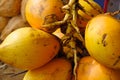 Closeup of yellow coconuts For Sell On Street