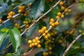 Closeup yellow coffee fruit Royalty Free Stock Photo