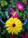 Closeup yellow color Calendula flower in the pot. Partially blurred background