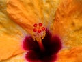 Closeup of Hawaiian Hibiscus Flower Pollen Royalty Free Stock Photo