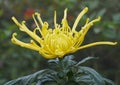 Closeup of the yellow color of spider mum \'Golden Splendor\' flower Royalty Free Stock Photo