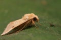 Closeup on the yellow colored Bordered strawmoth, Heliothis peltigera sitting on a green leaf