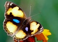 Closeup of a Yellow colored butterfly