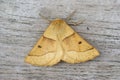 Closeup on a yellow colored Scaloped Oak moth, Crocallis elinguaria with spread wings