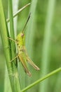 Closeup on a yellow colored Small Gold Grasshopper, Euthystira brachyptera Royalty Free Stock Photo