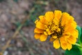 Closeup of a yellow common zinnia in a field with greenery on the blurry background