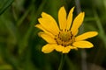 Yellow compass plant flower