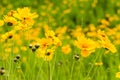 Closeup of  the yellow coreopsis flower blooming Royalty Free Stock Photo
