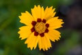 Closeup of a yellow Coreopsis Grassroots growing on a green background