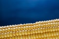 Closeup of yellow corn kernels, set in neat rows Royalty Free Stock Photo