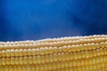 Closeup of yellow corn kernels, set in neat rows Royalty Free Stock Photo