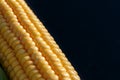 Closeup of yellow corn kernels, set in neat rows Royalty Free Stock Photo