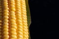 Closeup of yellow corn kernels, set in neat rows Royalty Free Stock Photo