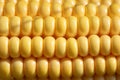 Closeup of yellow corn kernels, set in neat rows Royalty Free Stock Photo