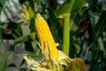 Closeup yellow Corn stalks are Peel on the farm Royalty Free Stock Photo