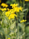 Yellow Cosmos flower blooming springtime in garden on blurred of nature background Royalty Free Stock Photo