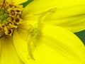 Yellow Crab Spider On Yellow Flower