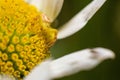 Closeup of yellow Crab spider on yellow pistils of white flower Royalty Free Stock Photo