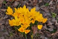 Closeup of yellow crocus flowers growing in soil in a garden. Beautiful bright bunch blooming in a backyard. Crocus Royalty Free Stock Photo